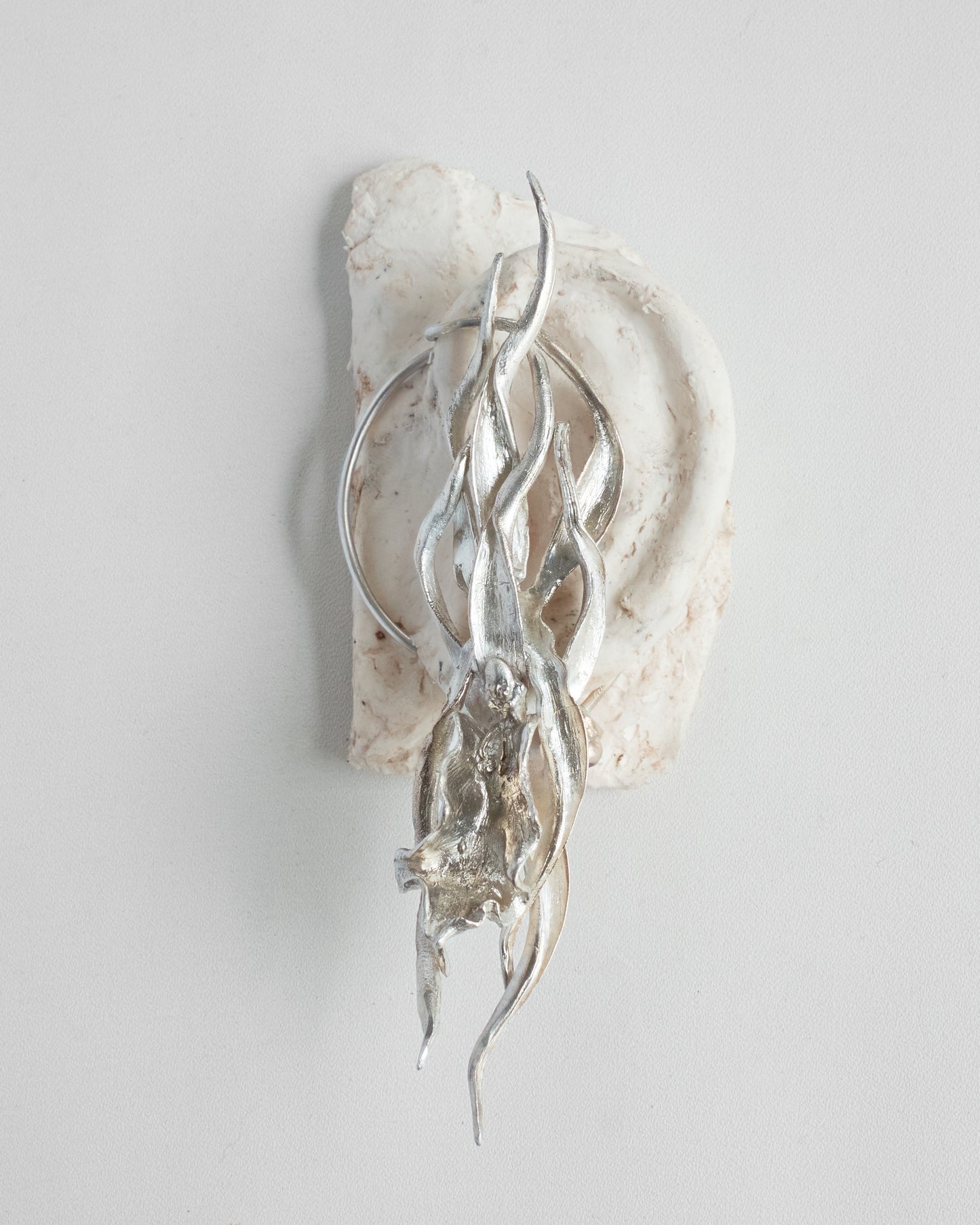 SILVER BRASSIA